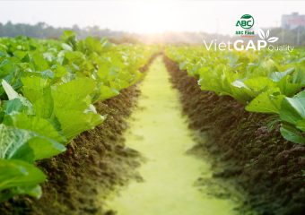 Rau VietGAP là gì? Tiêu chuẩn rau sạch, rau an toàn theo chuẩn VietGAP như thế nào?
